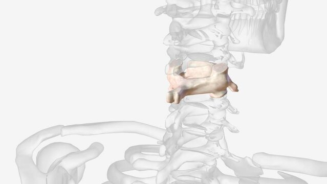 The fourth cervical vertebra (C4) is centrally located in the cervical (or neck) region of the spinal column.