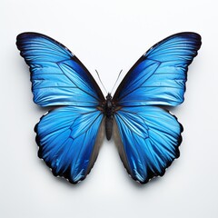 A beautiful dark blue butterfly isolated white background image generated by Ai art