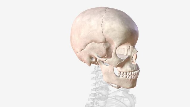 The bones of the skull are 22 bones, organized into a cranial skeleton (8 bones) that surrounds the brain and a facial skeleton (14 bones )