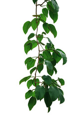 Hanging vine tropical rainforest plant with heart shaped green leaves of Rhaphidophora spp. forest vine plant