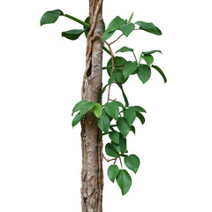 Heart shaped green leaves tropical rainforest vine plant (Rhaphidophora spp.) climbing on forest...