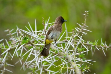 A bird sitting in a bush