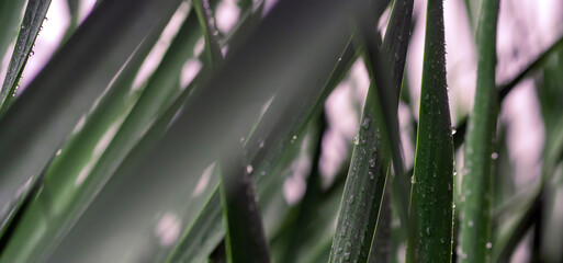 Tropical exotic green flora and growing plants, palm leaves with a rain drops closeup.