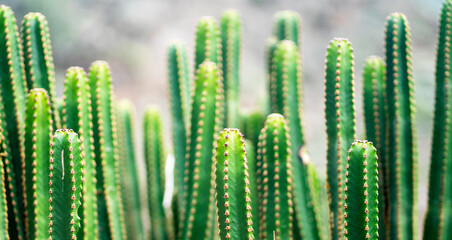 Exotic wild plants, cacti growing on desert soil, stems of green cactus closeup.