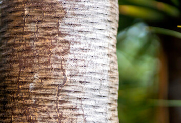 A bark on a palm trunk closeup, the exotic palm trees in a tropical forest.
