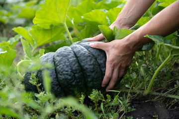 Man is farming, harvesting pumpkin in the garden.