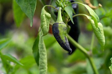 A vegetable garden with a growing black pepper closeup.