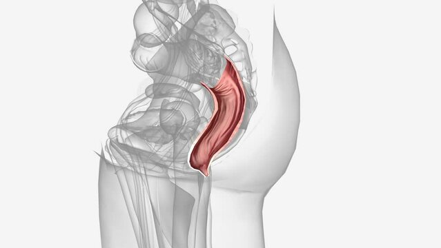 rectum is at the end of your colon and on the other side of your anal canal.