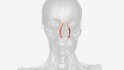 Levator labii superioris alaeque nasi .