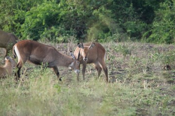 Fototapeta premium A herd of waterbucks