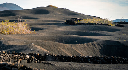 Vineyards in the black lava ground with a growing grapes of La Geria, Lanzarote Island.