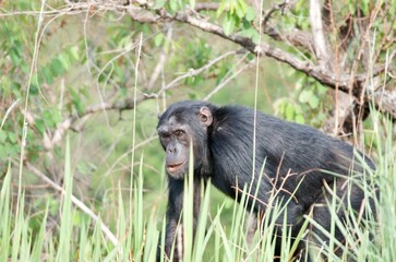 A chimpanzee in the grass