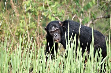 A chimpanzee in the grass