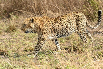 Large male leopard on the ground