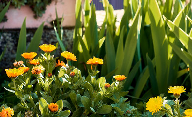 Marigolds (Calendula officinalis) in the patio of a town house. Detail plan with lilies and...
