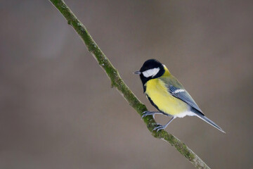 Great tit sitting on a tree branch