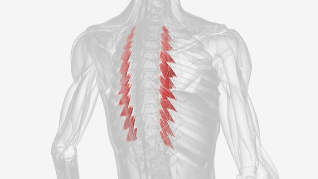 Levatores costarum functions in elevating the ribs, and produces rotation and lateral flexion of the thoracic vertebrae.