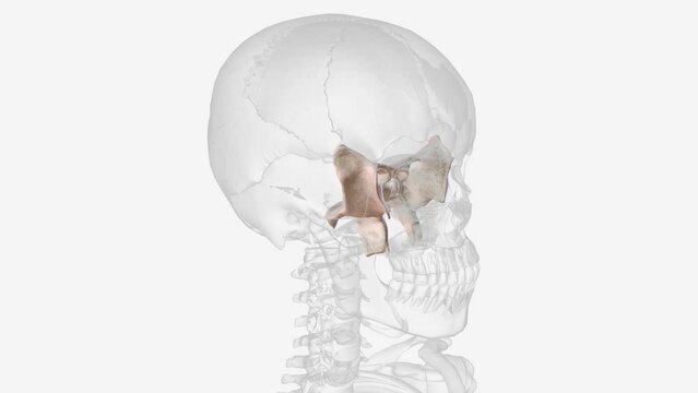 The sphenoid is just one of the twenty-two bones that form the skull and essentially helps to connect the neurocranium to the facial skeleton.