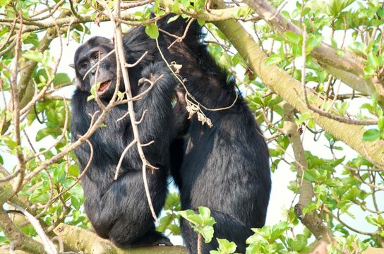 Chimpanzees sitting in a tree