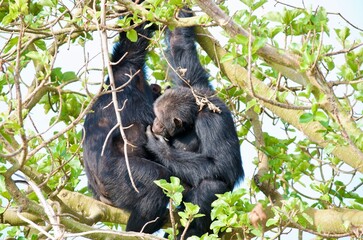 Obraz premium Chimpanzees sitting in a tree