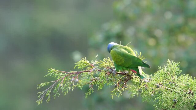 Loro cabeza azul salvaje