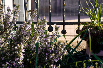 Rosemary in the patio of a town house. Detail plan with trellises in the background.