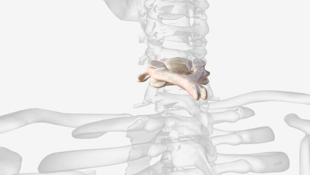 The C6 vertebra is found in the inferior end of the neck, just above the thorax .