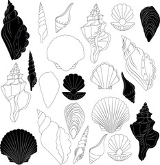 Seashells vector set. Hand drawn illustrations of engraved line. Collection of various mollusk sea shells different forms. - obrazy, fototapety, plakaty