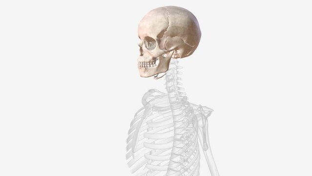 The bones of the skull are 22 bones, organized into a cranial skeleton (8 bones) that surrounds the brain and a facial skeleton (14 bones )