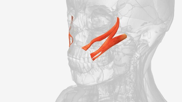 The brachialis (brachialis anticus), also known as the Teichmann muscle, is a muscle in the upper arm that flexes the elbow.