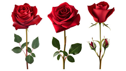 set of red roses isolated on transparent background