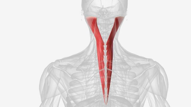 The splenius capitis is a deep muscle of the neck. .