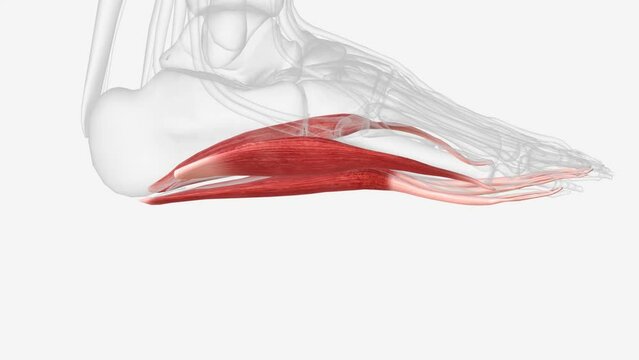 Superficial Plantar muscles of right foot .