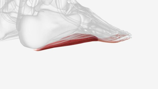 Flexor Digitorum Brevis is the central muscle of the superficial layer of the plantar foot muscles.