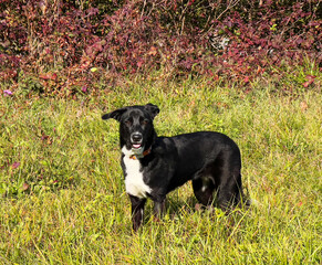 a black and white dog standing in a field