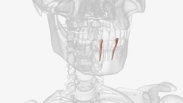 The mandibular lateral incisor is the tooth located distally from both mandibular central incisors of the mouth and mesially from both mandibular canines.