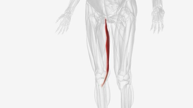 Gracilis is a thin, flat, long muscle that attaches to the coxal bone and tibia.