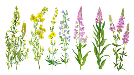 Wild flowers set isolated on a transparent background