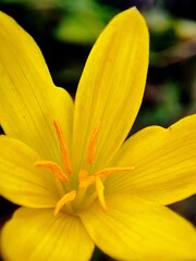 Zephyranthes citrina or yellow rain lily flower