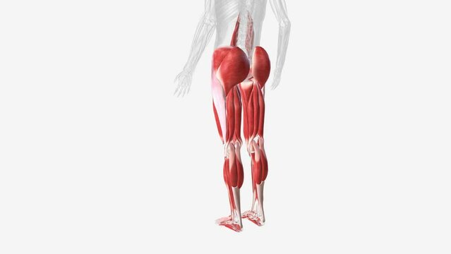 Muscles of Lower limb 3d medical