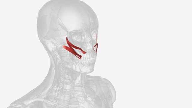 The brachialis (brachialis anticus), also known as the Teichmann muscle, is a muscle in the upper arm that flexes the elbow.