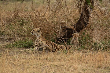 Mother cheetah with 2 cubs