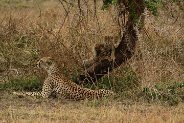 Mother cheetah with 2 cubs