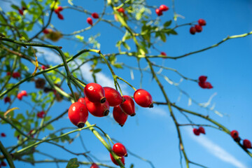 red berries on a branch