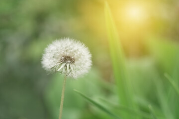 Soft fluffy dandelion in the sunlight. Beautiful spring floral background. Selective soft focus.