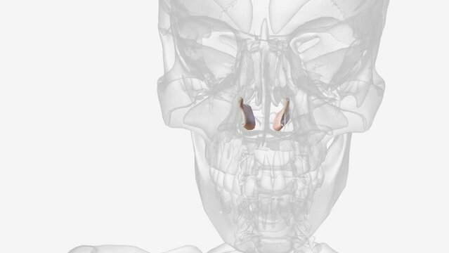 The inferior nasal concha is one of the three paired nasal conchae in the nose .