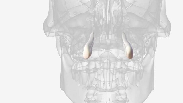 The maxillary and mandibular canines bear a close resemblance to each other, and their functions are closely related .