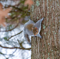 The eastern gray squirrel (Sciurus carolinensis), animal climbs the trunk of a large tree in a park, New Jersey