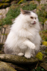 Naklejka na ściany i meble a fluffy white cat sitting on a rock