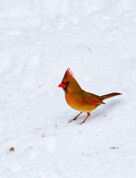 The northern cardinal (Cardinalis cardinalis), A female with pink plumage forages in the snow during winter in New Jersey